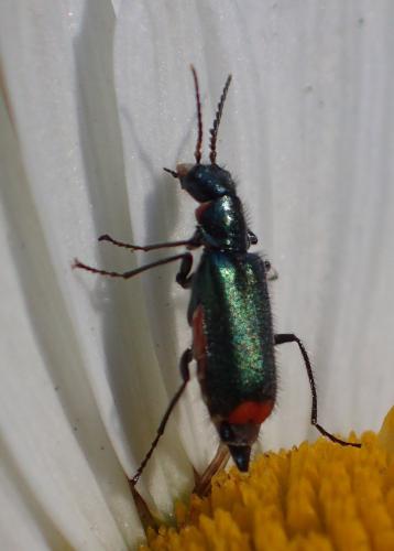 Malachius bipustulatus